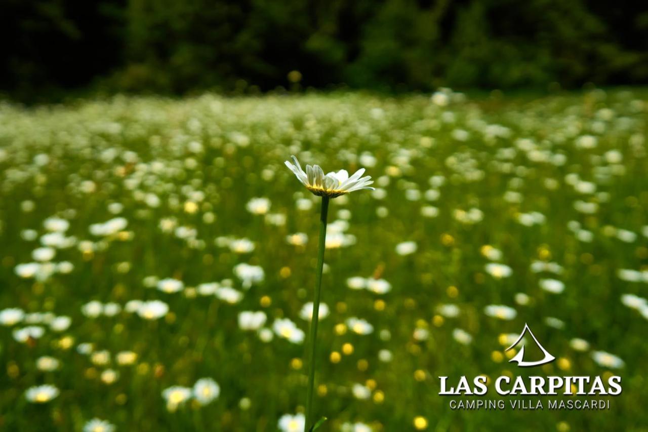 Las Carpitas Villa Mascardi Luaran gambar